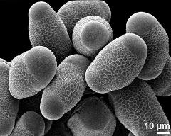 hydrated pollen grains