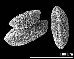 dry pollen grains