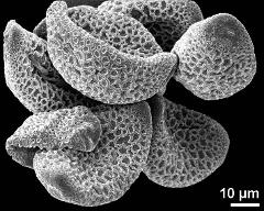 dry pollen grains