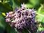 flowers of Asclepias syriaca