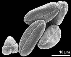 dry pollen grains