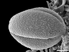 dry pollen grain