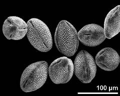 dry pollen grains