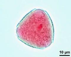 pollen grain with generative cell