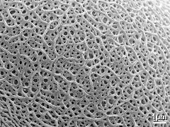 exine surface