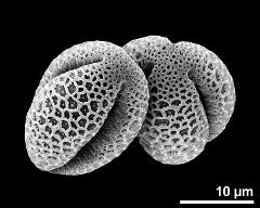 dry pollen grains