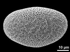 polar distal view