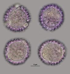 hydrated pollen
