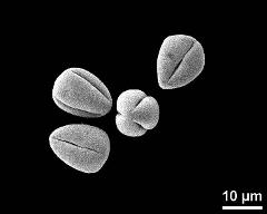 dry pollen grains