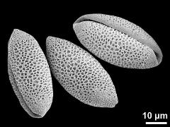 dry pollen grains