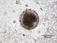 hydrated pollen,release of the operculi (satellites around the pollen grain)