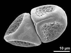 dry pollen grains