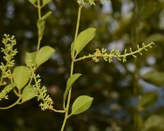 inflorescence(s)