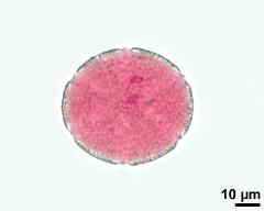 3-celled pollen