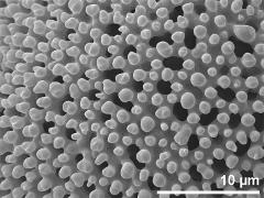 exine surface