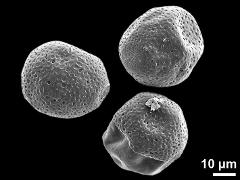 dry pollen grains