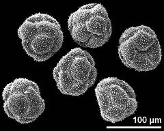 dry pollen grains