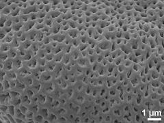 acetolyzed pollen,exine surface