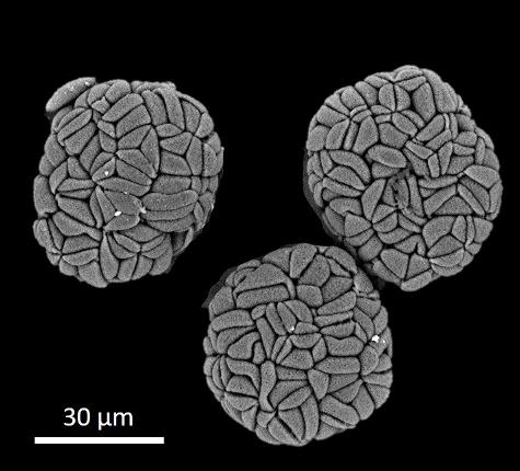 dry polyads
