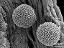 hydrated pollen