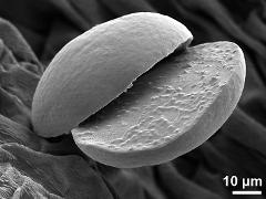 dry pollen grains