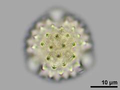 polar view,hydrated pollen