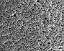 exine surface
