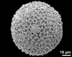 hydrated pollen grain