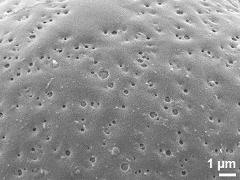 exine surface