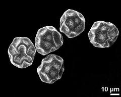 dry pollen grains