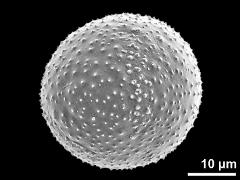 hydrated pollen grain