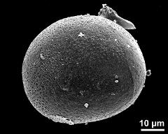 hydrated pollen grain