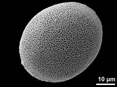 proximal polar view