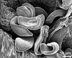 dry pollen grains