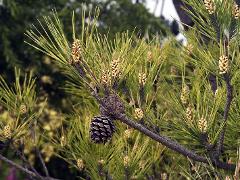 aspect of Pinus densiflora