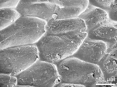 basal tetrads (forming pollinium)