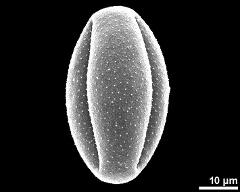 dry pollen grain in equatorial view