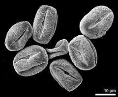 dry pollen grains