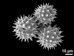 acetolyzed pollen