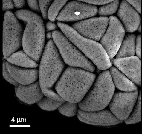 detail of polyad showing the arrangement of single pollen grains (monads)
