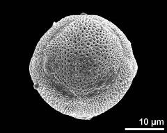 abnormal pollen grain