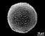 hydrated pollen grain