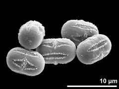 hydrated pollen grains