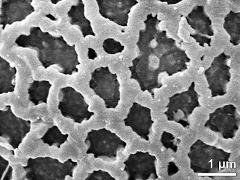 exine surface