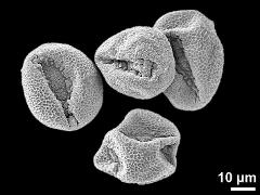 dry pollen grains