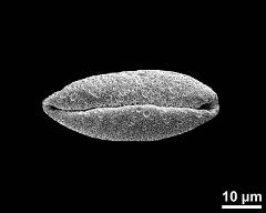 dry pollen grain in polar view (distal)