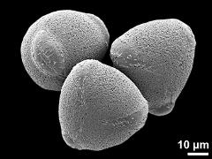 hydrated pollen grains