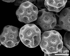 dry pollen grains