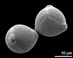 hydrated pollen grains