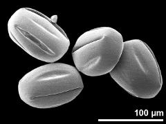 dry pollen grains